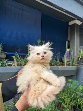 Lepas adopsi kitten flatnose betina cream usia 2,5 bulan