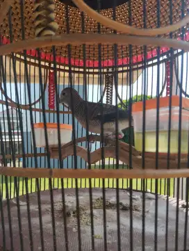 jual perkutut bangkok 1 lokal 1 & parkit 1