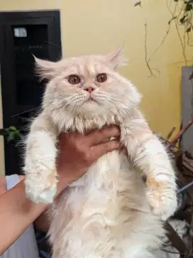Lepas adopsi betina usia 10 bulan
