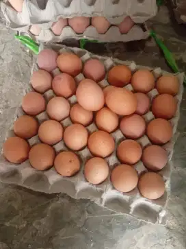 Telur Ayam coklat dan krem