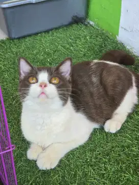 Kucing british shorthair bsh british shorthair