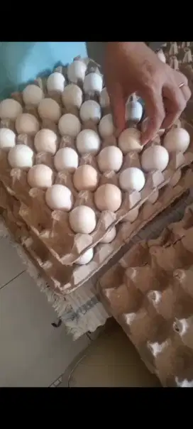 Ayam kampung dan telur fertil