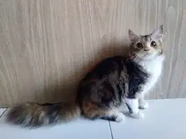 Persia Calico 8 bln Betina