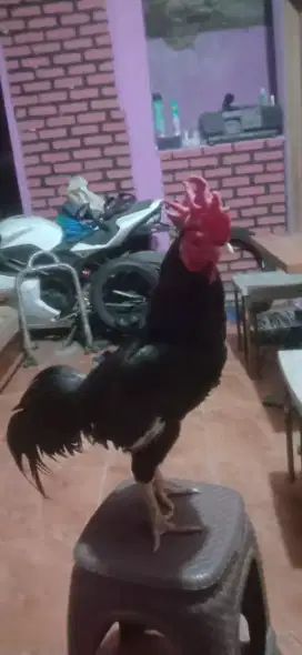 Ayam adu aseel shamo Pama IQ  jos pukul ko ganooi pakhoy jos udah win