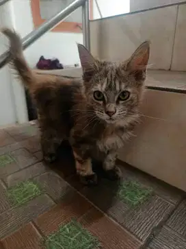 Kitten Pure Mainecoon Nonped