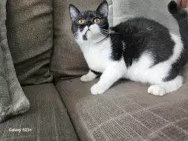Kitten British short hair