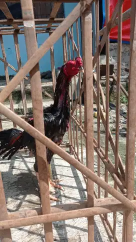 Ayam Bangkok 5 Bulan-an
