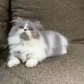 Kucing Munchkin Persia (Cebol)