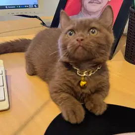 Kucing Munchkin BSH Cinnamon (Cebol)
