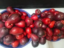 Jambu Jamaika fresh