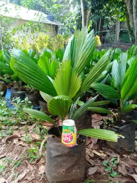 palem kol, bibit tanaman hias, pohon taman