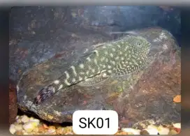 Ikan Gastromyzon