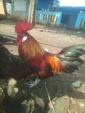 Ayam hutan merah jinak