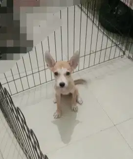 Anak Anjing Husky X Pitbull