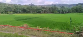 Sawah Murah view Indah dekat JL raya Piyungan Prambana