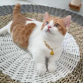 Kucing Munchkin Odd Eyes (Line Import)