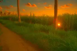 Tanah sawah murah pakis malang