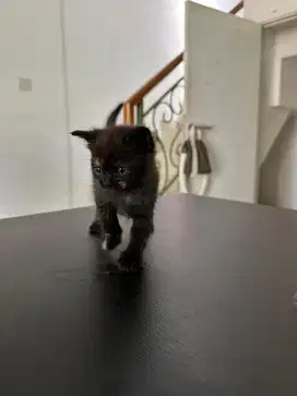 Bsh mix,open adopsi