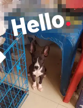 Anak Anjing Husky vs Lokal