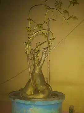 Baca desk: Foto terupdate-1Bonsai Unik (hanya punya stok 1)