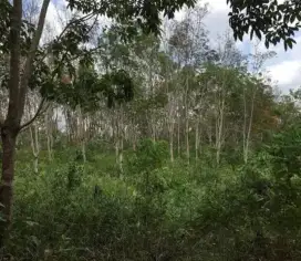 Di jual tanah kebun karet.. Ada 1000 pohon siap panen