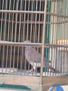 Burung Derkuku Kelantan siap Gacor