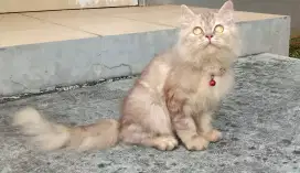 Kitten Persia flatnose