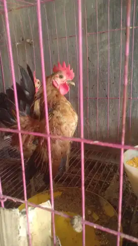 Ayam Serama jantan remaja