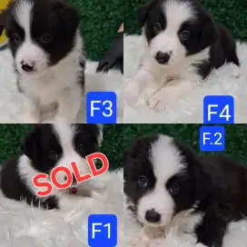 PUPPIES BORDER COLLIE HIGH GRADE