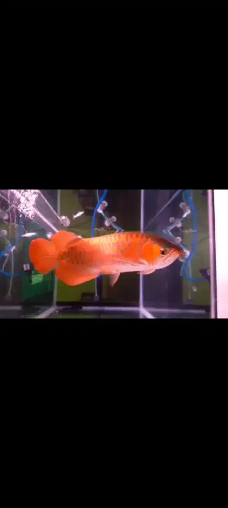 Ikan Arwana Golden Red