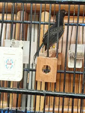 Murai trotol jantan