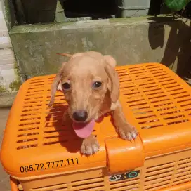 Anak anjing Tekel, warna Cream, usia 2 bulan, Jantan & Betina