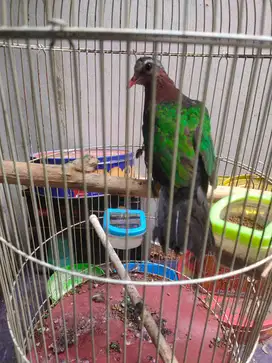 Jual cepat burung ciamik