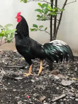 Di Jual 1 Ekor AYAM JAGO KAMPUNG SEHAT