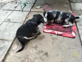 Dijual cepat anjing ras campuran kampung dan bali
