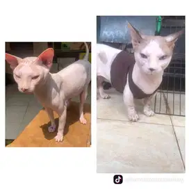 Mainecoon sphynx bsh bambino