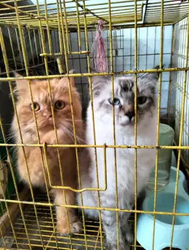 Free kandang kucing oper adopsi 2 ekor kucing Persia jantan&Himalaya