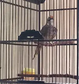 Burung cucak rowo