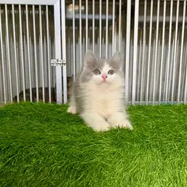 kitten persia bigbone