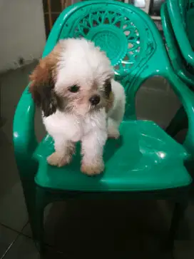 Dijual shih tzu betina