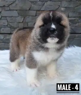 Jual American Akita