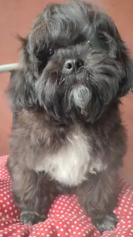 Dijual Anak Anjing Shitzu x Poodle 4Bulan. Lokasi BOGOR