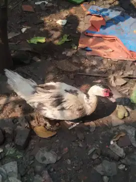 Bebek entok jantan