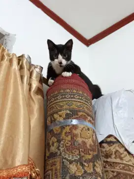 Free adop kucing 1 tahun
