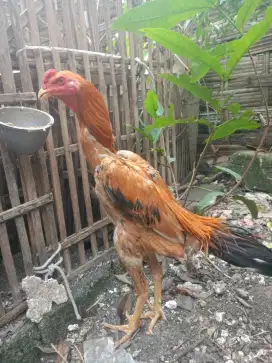 Ayam Jago Ekor Lidi (Usia 6 Bulan) Istimewa