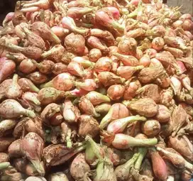 BUTUH: JASA KUPAS BAWANG MERAH