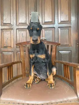 DOBERMAN BETINA STB VAKSIN LINE IMPORT