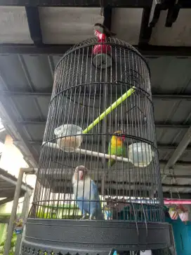 Burung lovebird sepasang fs