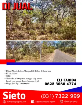 Dijual Murah Kebun Mangga Full Pohon di Pasuruan