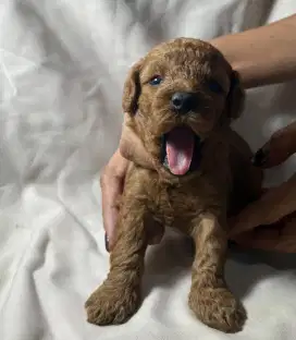 Red toy poodle  1 bulan